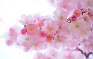 Japonia si florile de cires